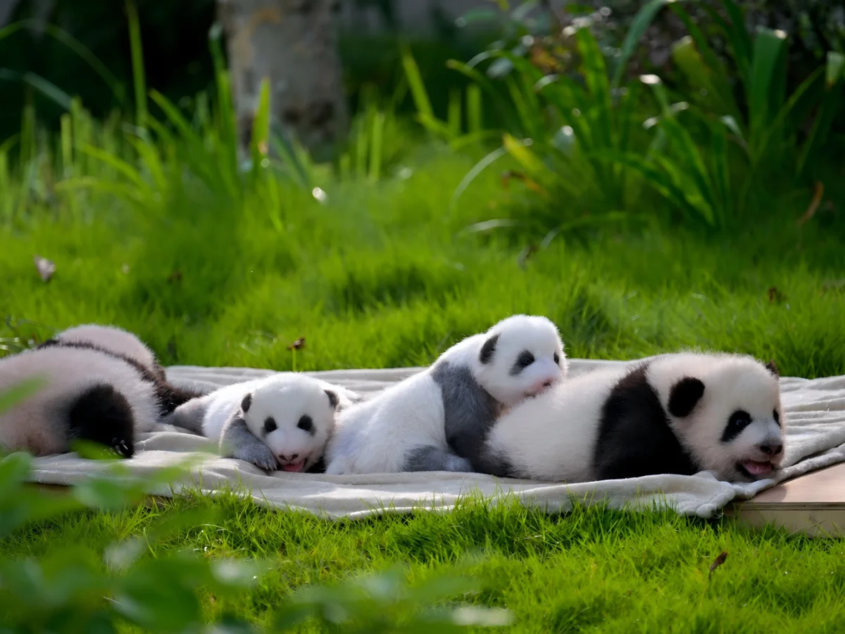 Chengdu Tours