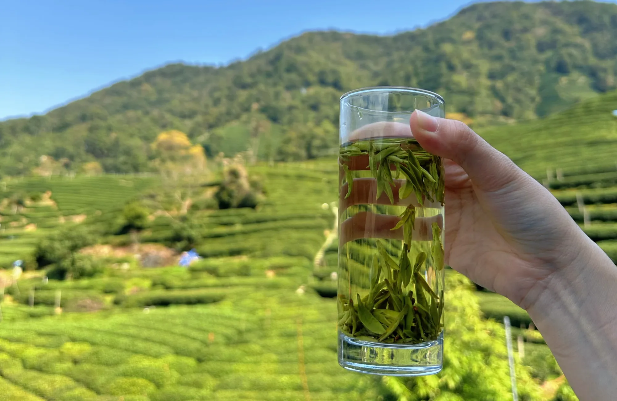 Longjing tea‑plantation experience - Photo 2