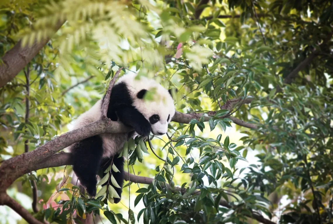 Giant Pandas, Dujiangyan & Sichuan Opera - Photo 1