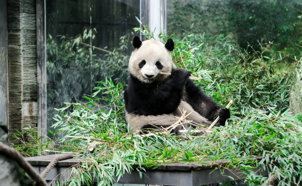 Giant Pandas, Dujiangyan & Sichuan Opera - Photo 2