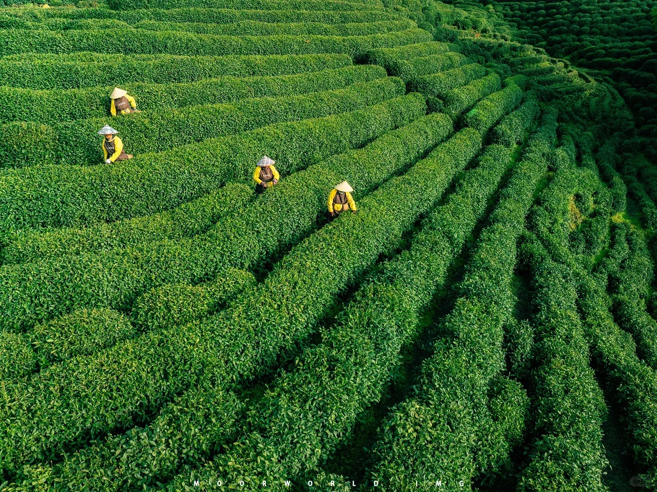 Lingyin Temple & Longjing Tea Culture Experience - Photo 1