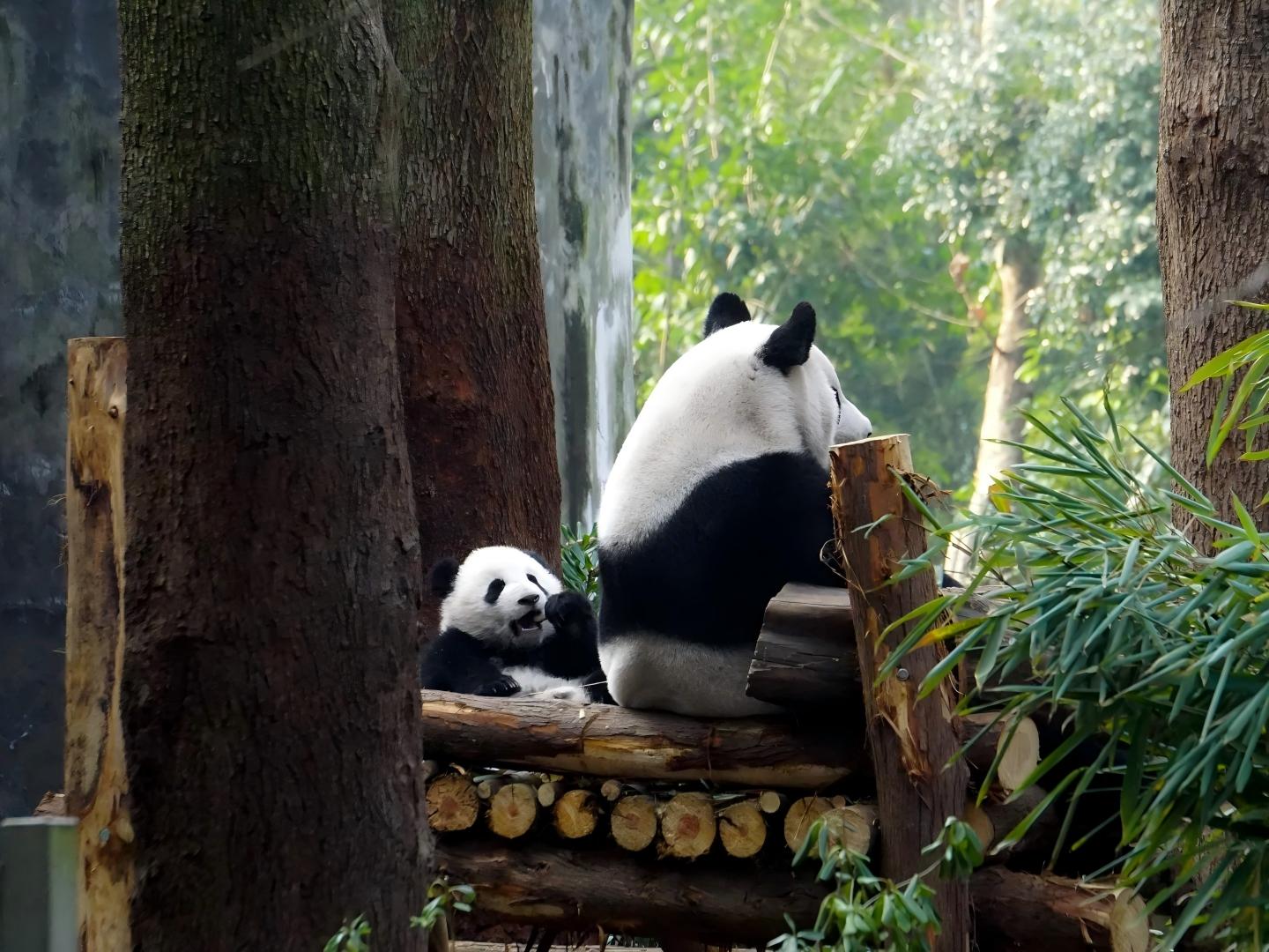 Chengdu Giant Panda Breeding Base‑Dujiangyan‑Nanqiao Bridge One‑Day Tour - Photo 2